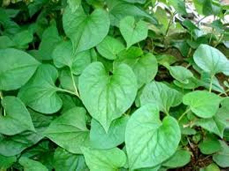 Lá diếp cá trị bệnh trĩ cực kì hiệu quả
