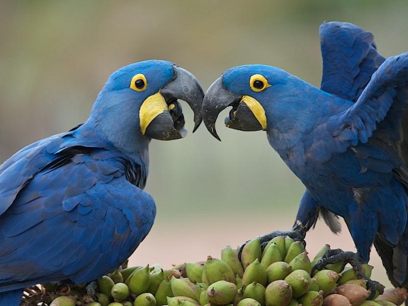 Macaw Hyacinth