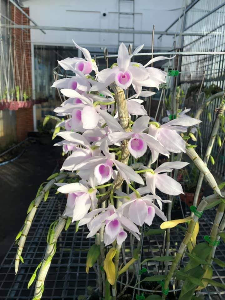 Phi Diệp giống 5 cánh trắng tại Mai Lâm Garden
