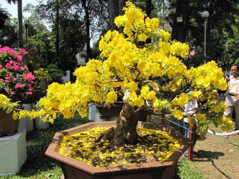 Thơ về hoa mai ngày Tết hay nhất
