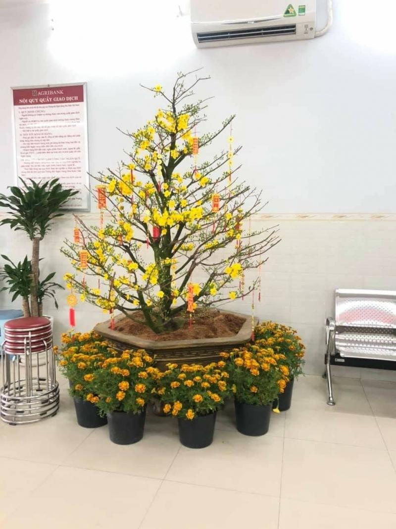 Mai vàng Bình Lợi