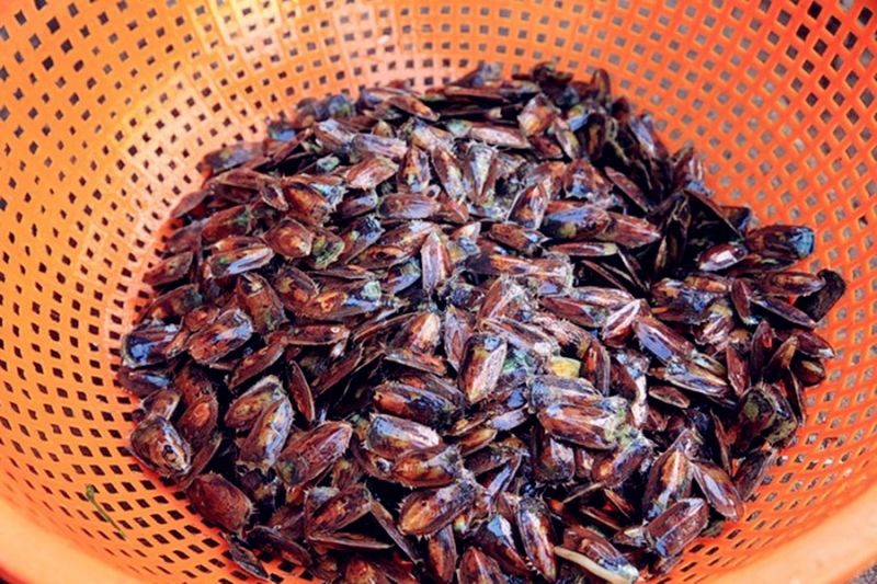 Cà xỉu tươi được đánh bắt từ vùng biển Hà Tiên