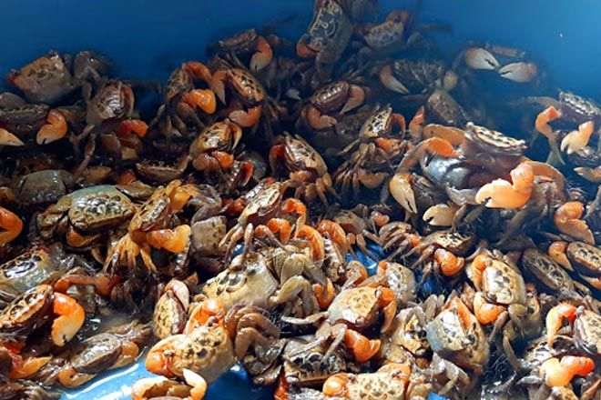 Nguyên liệu để làm mắm cáy