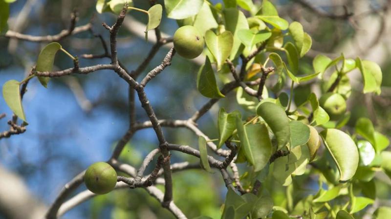 Cây Manchineel