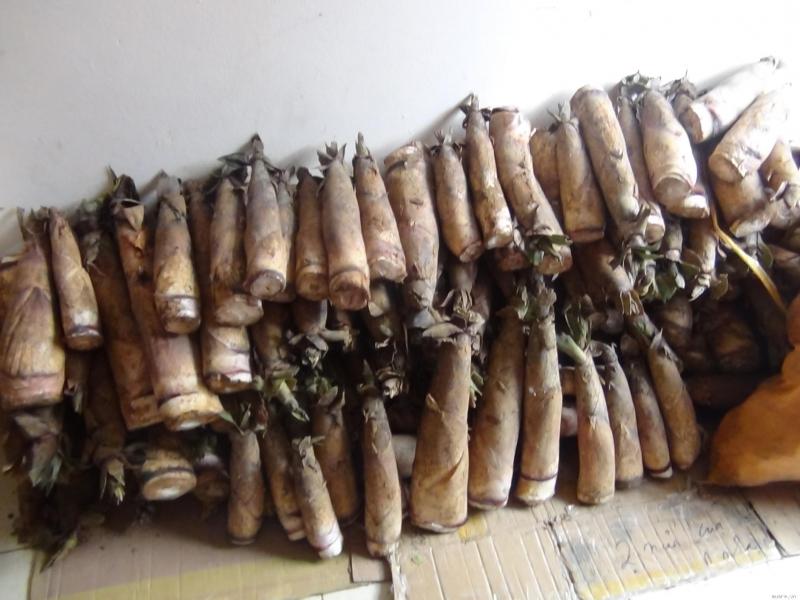 Măng đắng