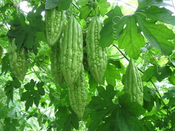 Mặt nạ mướp đắng