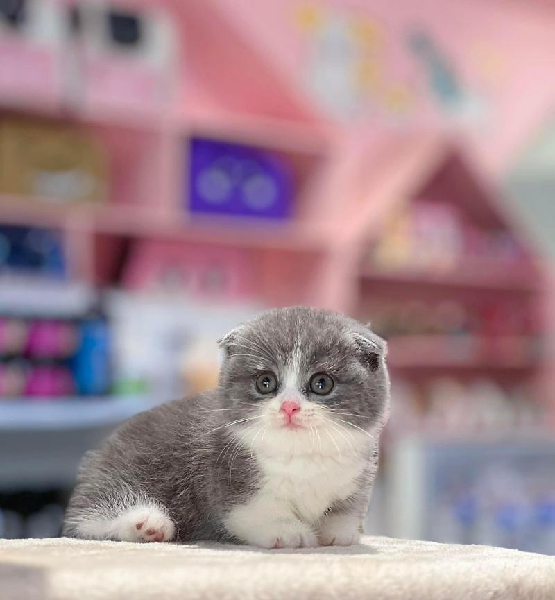 Mật Pet Family