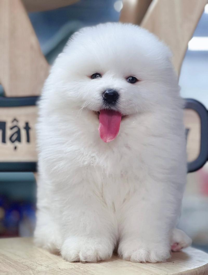 Mật Pet Family