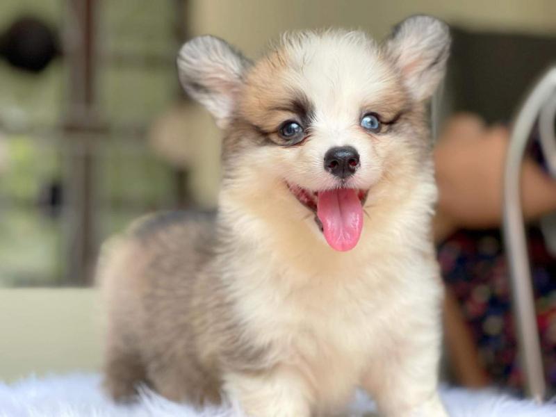 Mật Pet Family