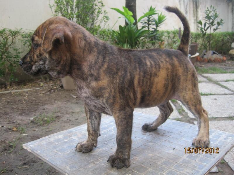 Nhất vện, nhì vàng, tam khoang, tứ đốm