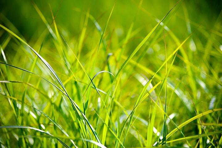 Xanh lá cây là màu của sự sống