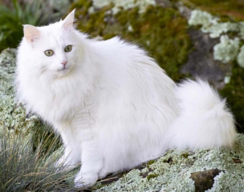 Mèo Angora với bộ lông tuyệt vời