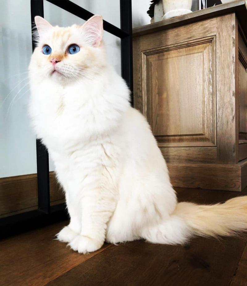 Mèo Angora Turkish