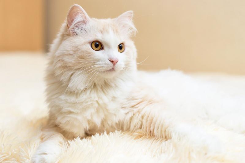 Mèo Angora Turkish
