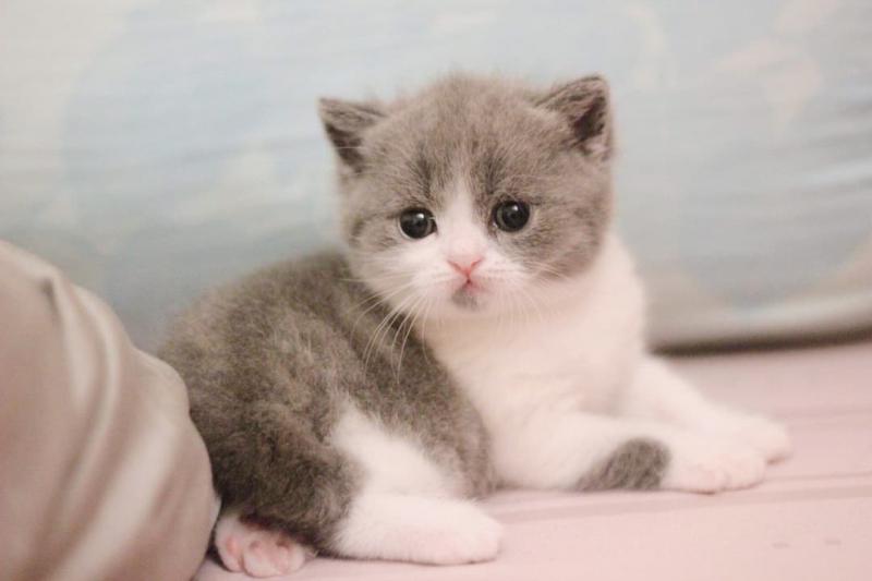 Mèo Anh lông ngắn thuần chủng - DatPham Cattery