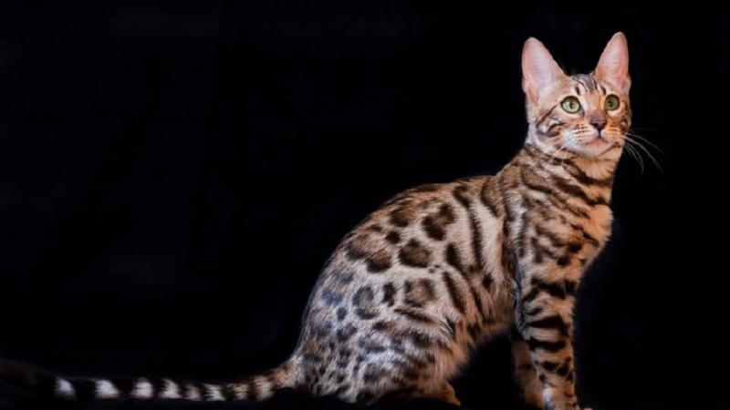 Mèo Bengal