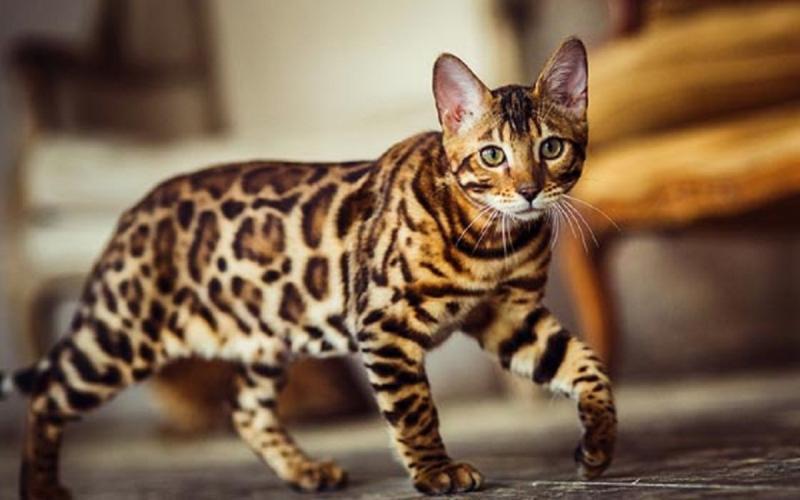 Mèo Bengal