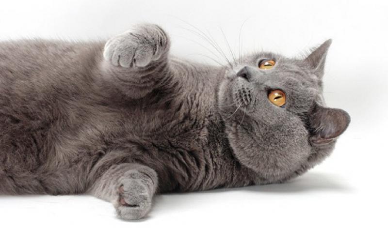 Mèo Chartreux