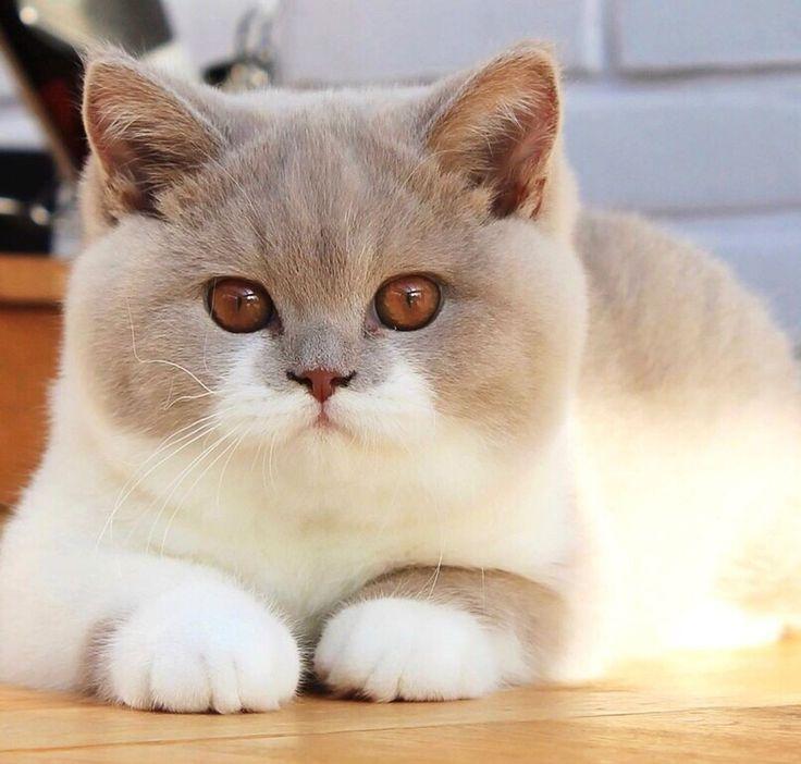 Mèo Cưng - Lovely Cattery