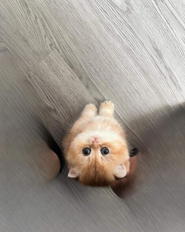 Mèo Cưng - Lovely Cattery