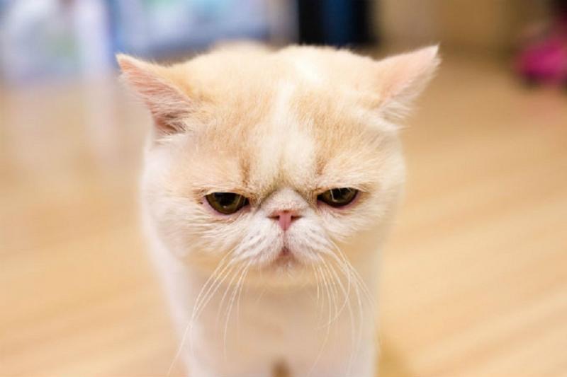 Màu mắt chúng tuỳ thuộc vào màu lông.