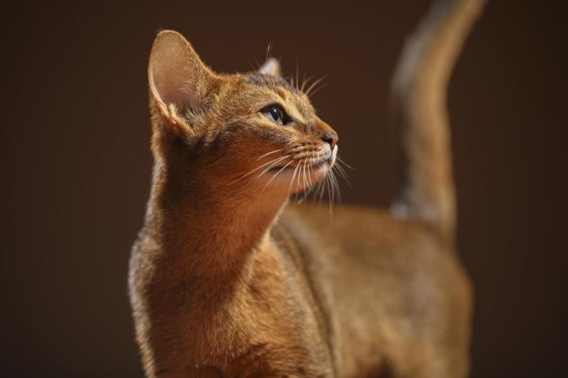 Mèo lông ngắn Abyssinian