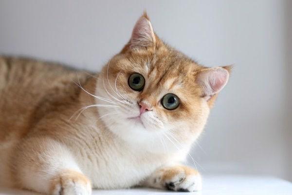 Mèo luôn tự ý thức tự vệ sinh cơ thể mình