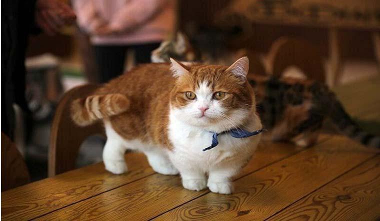 Mèo Mucnhkin