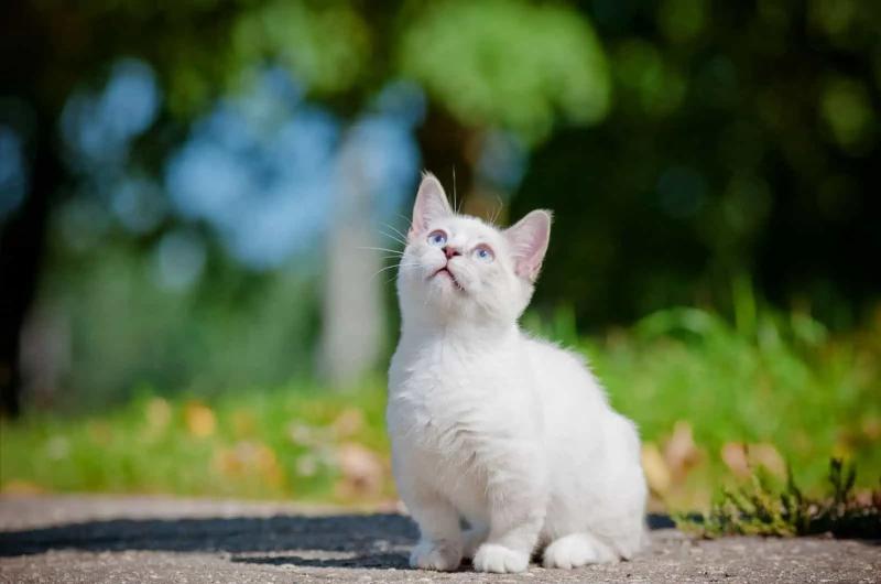 Mèo Munchkin