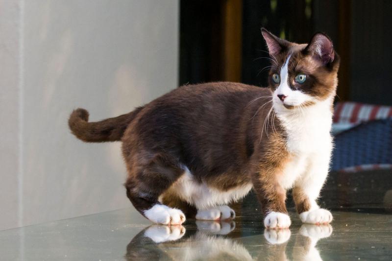 Mèo Munchkin rất vui vẻ, ngọt ngào và rất dễ thương