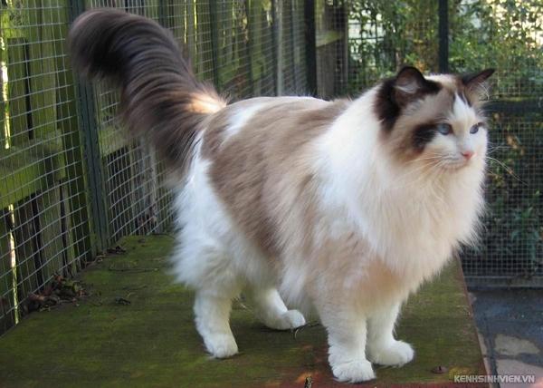 Mèo Ragdoll