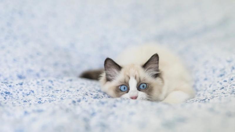 Mèo Ragdoll