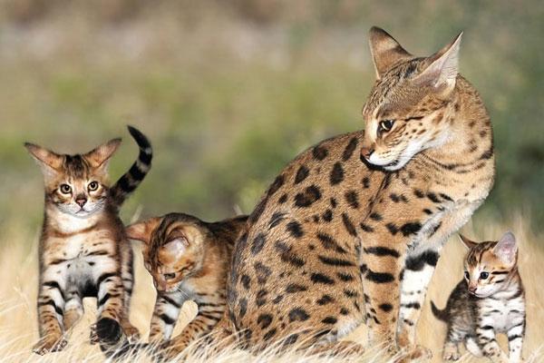 Mèo Savannah