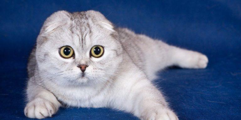 Mèo Scottish Fold tai cụp