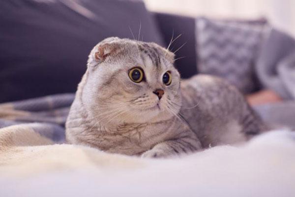 Mèo Scottish tai cụp (Scottish Fold)