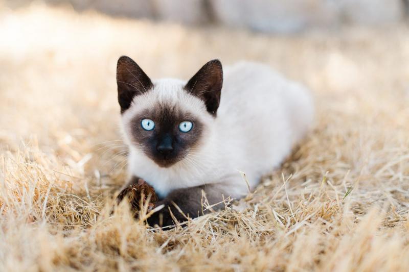 Mèo Siamese