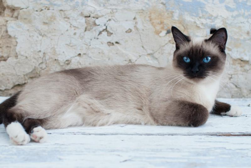 Mèo Siamese hay còn gọi là mèo Xiêm