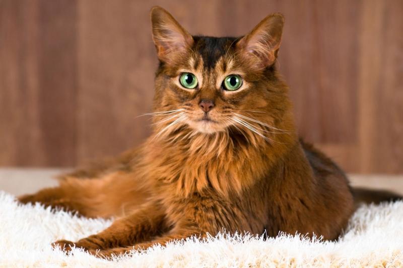 Mèo Somali