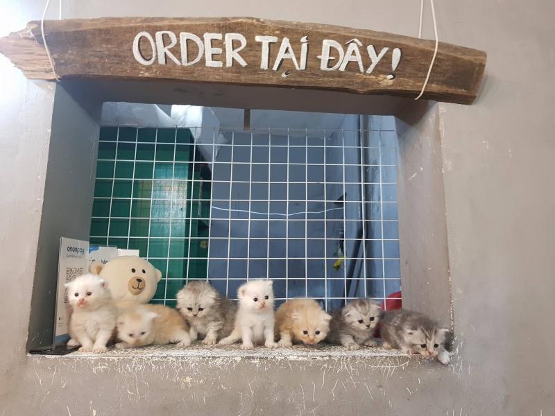 Quầy order tại Meo's House Coffee