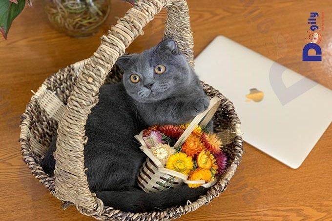 MeowGo Cafe