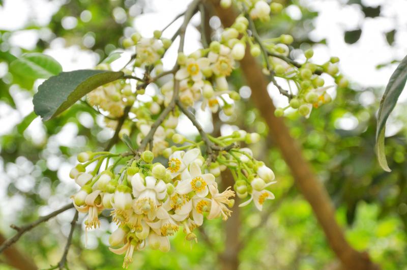 Miền kí ức thơm hương