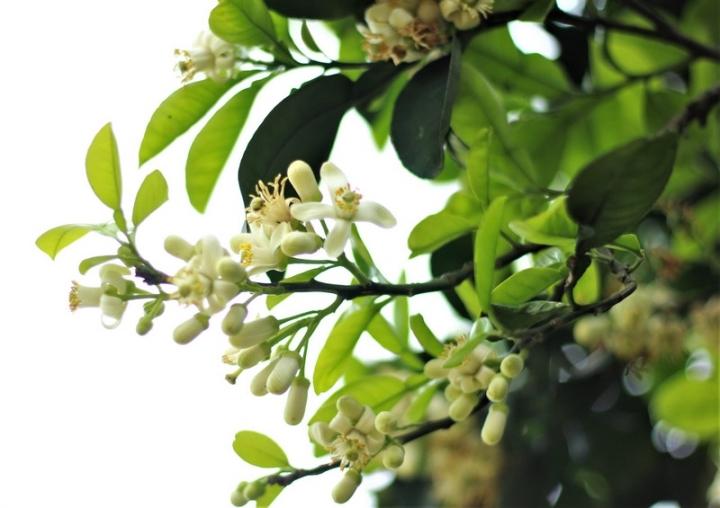 Miền kí ức thơm hương