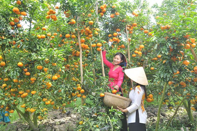 Miệt vườn miền tây
