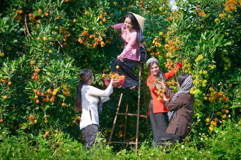 Đủ các loại trái cây