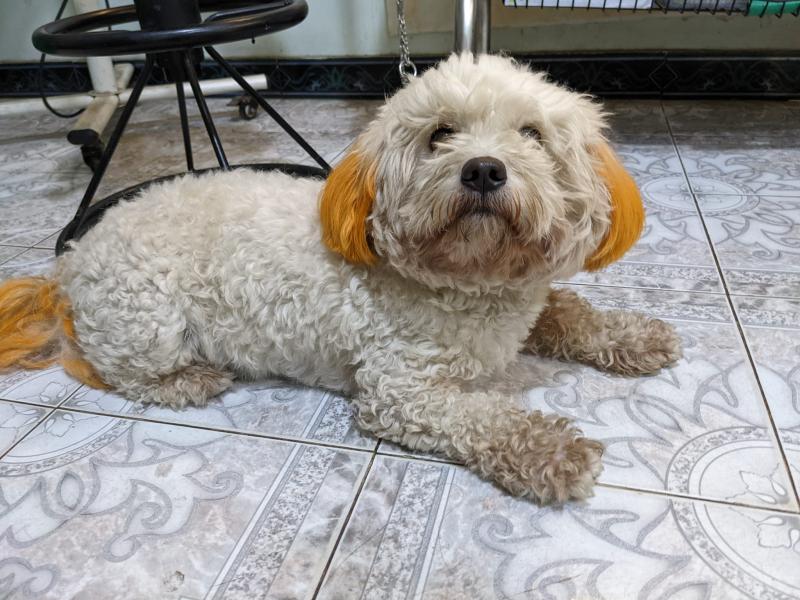 Milo Pet