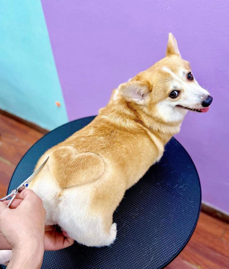 Misa Pet Care - Trung Tâm Chăm Sóc Thú Cưng Hải Dương