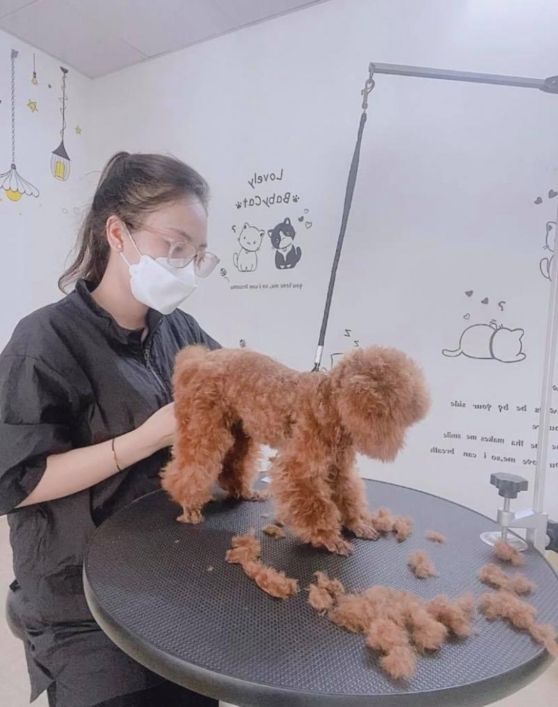 Misa Pet Shop