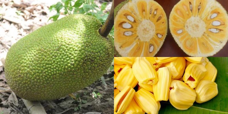 Bạn nên chọn quả mít có hình dáng tròn đều, không có chỗ lõm