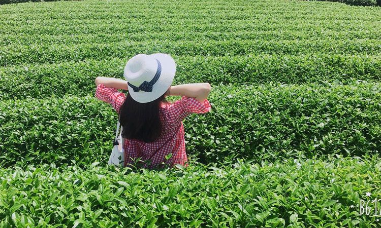 Đồi chè Mộc Châu