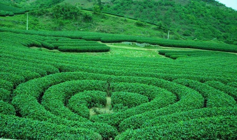 Đồi chè trái tim